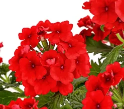Dehner Terrassenpflanzen|Sommerblumen - Eisenkraut Rot
