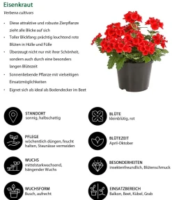Dehner Terrassenpflanzen|Sommerblumen - Eisenkraut Rot