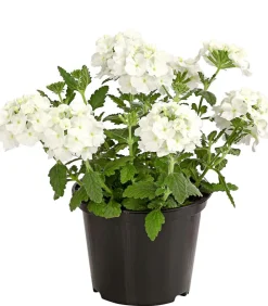 Dehner Terrassenpflanzen|Sommerblumen - Eisenkraut Weiß