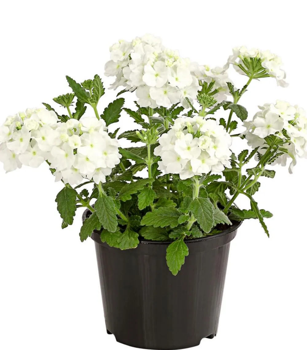 Dehner Terrassenpflanzen|Sommerblumen - Eisenkraut Weiß