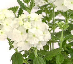 Dehner Terrassenpflanzen|Sommerblumen - Eisenkraut Weiß