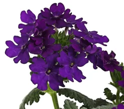 Dehner Terrassenpflanzen|Sommerblumen > Eisenkraut, hängend
