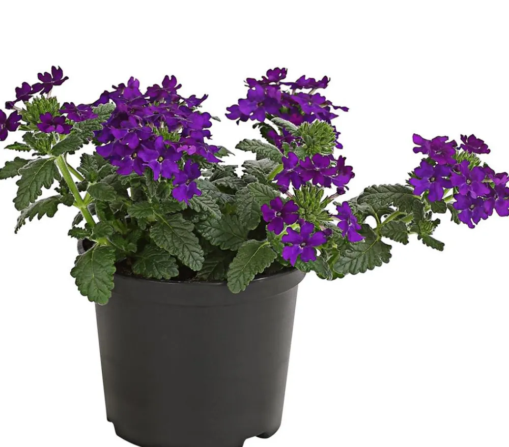 Dehner Terrassenpflanzen|Sommerblumen > Eisenkraut, hängend