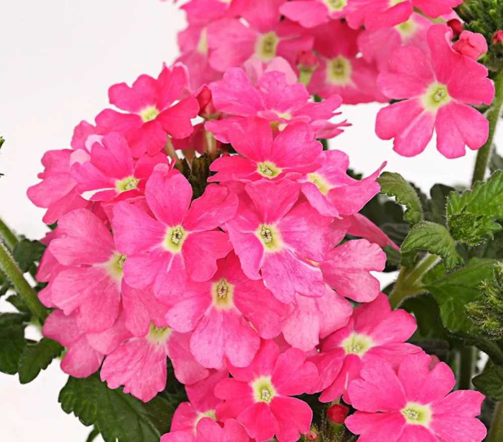 Dehner Eisenkraut, hängend Rosa Sale