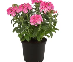 Dehner Eisenkraut, hängend Rosa Sale
