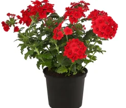 Dehner Terrassenpflanzen|Sommerblumen - Eisenkraut, hängend Rot