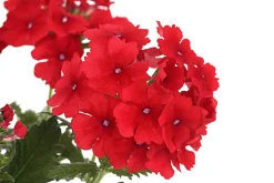 Dehner Terrassenpflanzen|Sommerblumen - Eisenkraut, hängend Rot