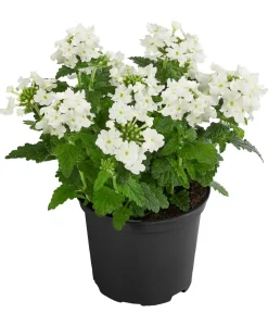 Dehner Terrassenpflanzen|Sommerblumen - Eisenkraut, hängend Weiß