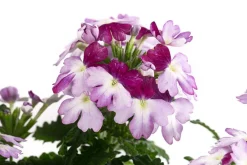 Dehner Hängende Sommerblüher|Sommerblumen > Eisenkraut 'Knutschfleck', verschiedene Farben