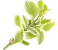 Dehner Eiskraut Hot