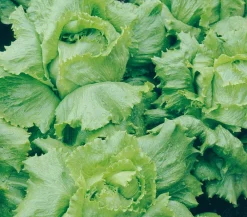 Dehner Kohl- & Salatpflanzen > Eissalat, lausresistent, 12er Schale
