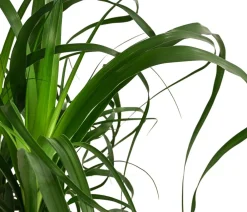 Dehner Hydropflanzen|Grünpflanzen > Elefantenfuß - Beaucarnea recurvata, Hydrokultur