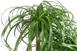 Dehner Hydropflanzen|Grünpflanzen > Elefantenfuß - Beaucarnea recurvata, Hydrokultur