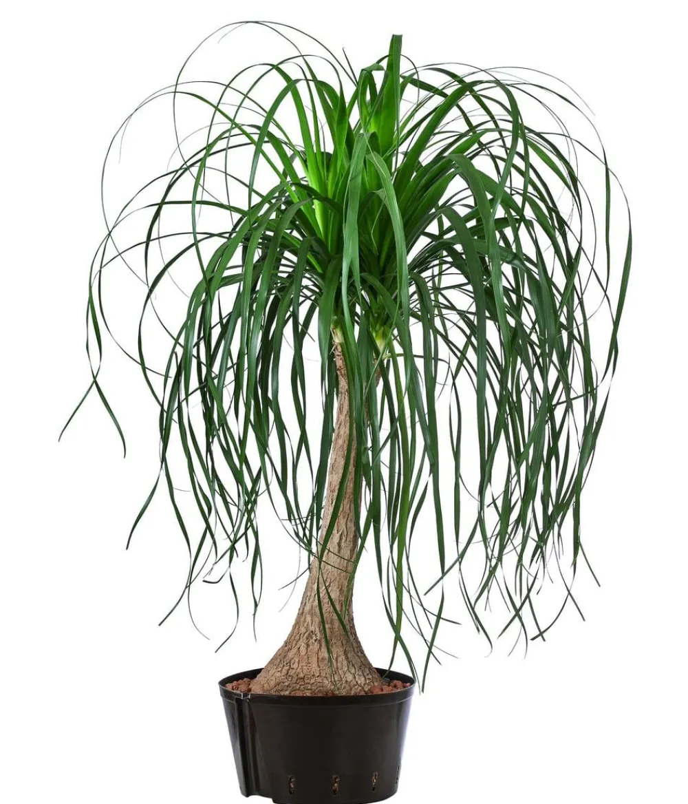 Dehner Elefantenfuß - Beaucarnea recurvata, Hydrokultur Grün New