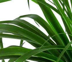 Dehner Elefantenfuß - Beaucarnea recurvata, Hydrokultur Grün New