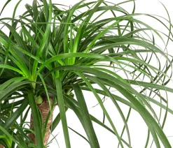 Dehner Hydropflanzen|Grünpflanzen - Elefantenfuß - Beaucarnea recurvata, Hydrokultur Grün