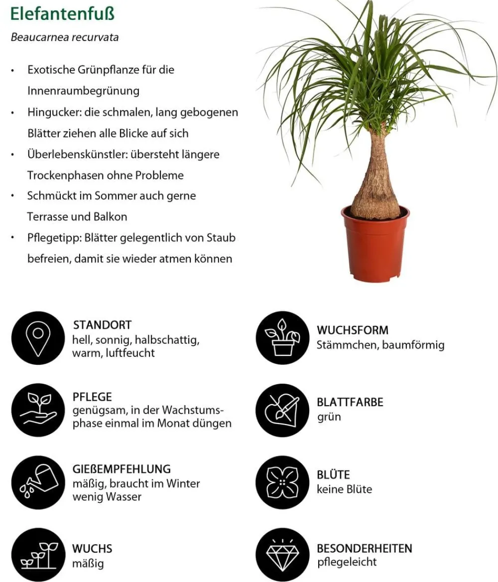Dehner Grünpflanzen|Solitärpflanzen > Elefantenfuß - Beaucarnea recurvata