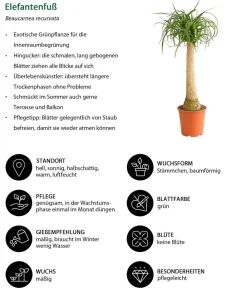 Dehner Grünpflanzen|Solitärpflanzen > Elefantenfuß - Beaucarnea recurvata