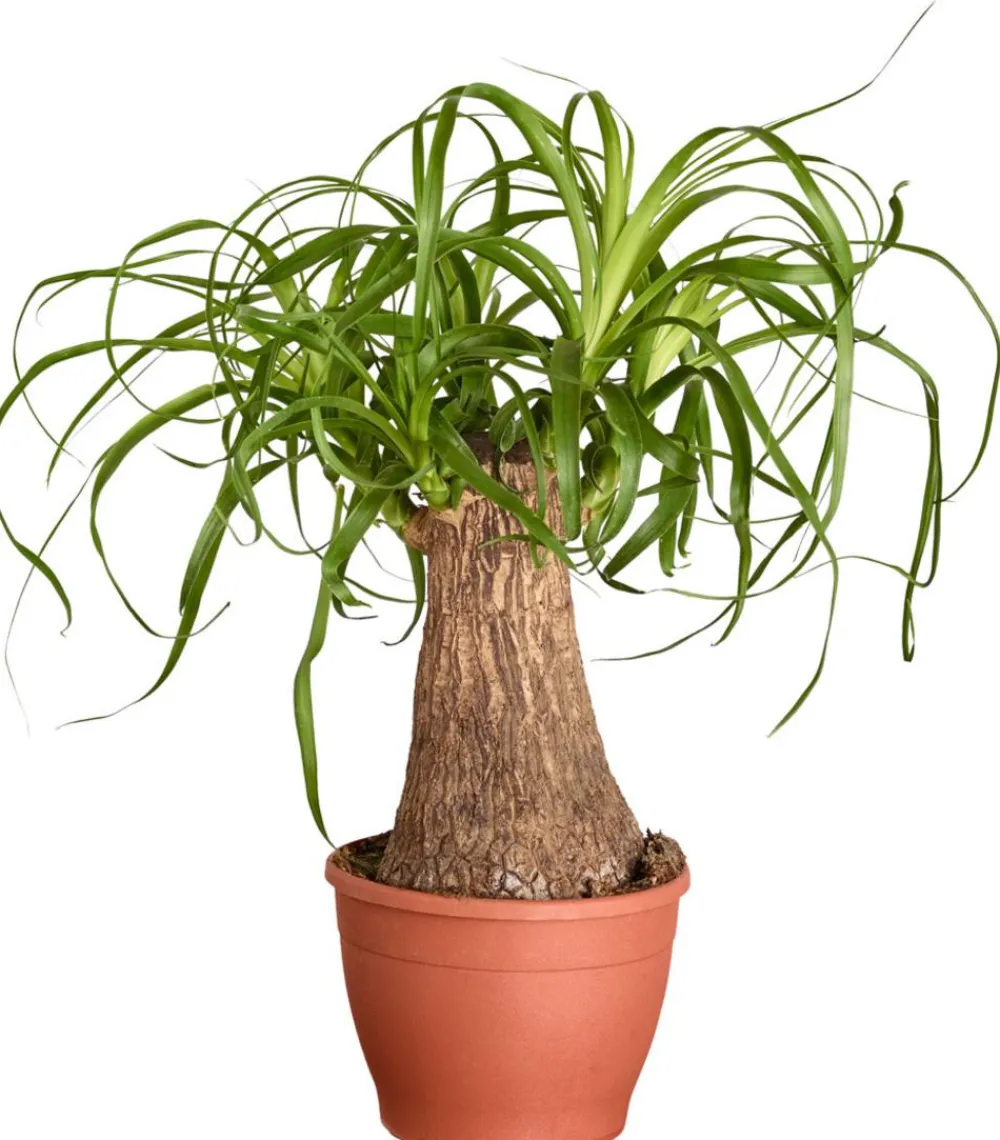 Dehner Elefantenfuß - Beaucarnea recurvata Grün Sale