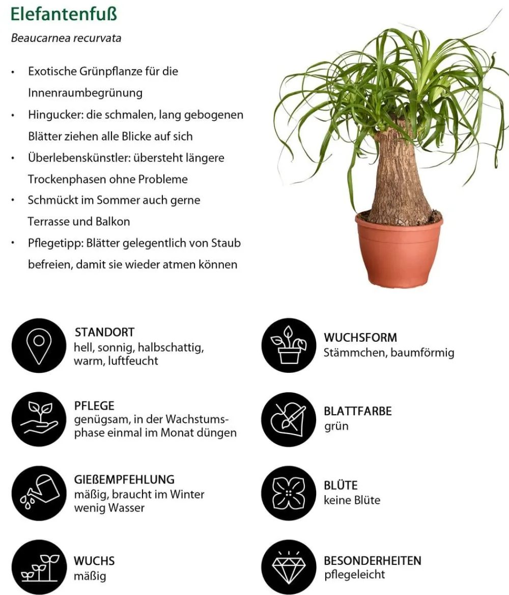Dehner Elefantenfuß - Beaucarnea recurvata Grün Sale