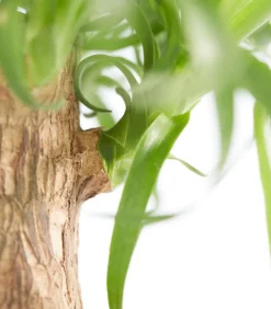 Dehner Elefantenfuß - Beaucarnea recurvata Grün Sale