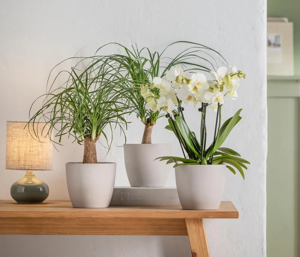 Dehner Elefantenfuß - Beaucarnea recurvata Grün Sale