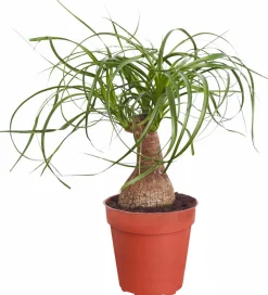 Dehner Elefantenfuß - Beaucarnea recurvata Grün Hot