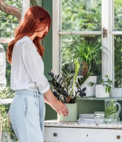 Dehner Elefantenfuß - Beaucarnea recurvata Grün Hot