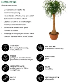 Dehner Grünpflanzen|Solitärpflanzen - Elefantenfuß - Beaucarnea recurvata Grün