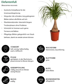 Dehner Grünpflanzen|Solitärpflanzen - Elefantenfuß - Beaucarnea recurvata Grün