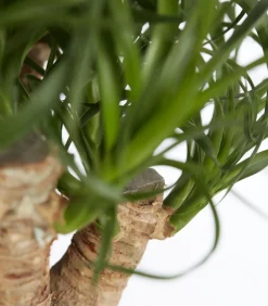 Dehner Elefantenfuß - Beaucarnea recurvata, verzweigt Grün New