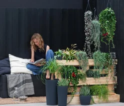 Dehner Elefantenfuß - Beaucarnea recurvata, verzweigt Grün New