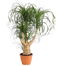 Dehner Elefantenfuß - Beaucarnea recurvata, verzweigt Grün