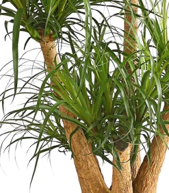 Dehner Elefantenfuß - Beaucarnea recurvata, verzweigt Grün Online