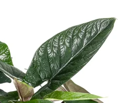 Dehner Elefantenohr - Alocasia scalprum Dunkelgrün Sale