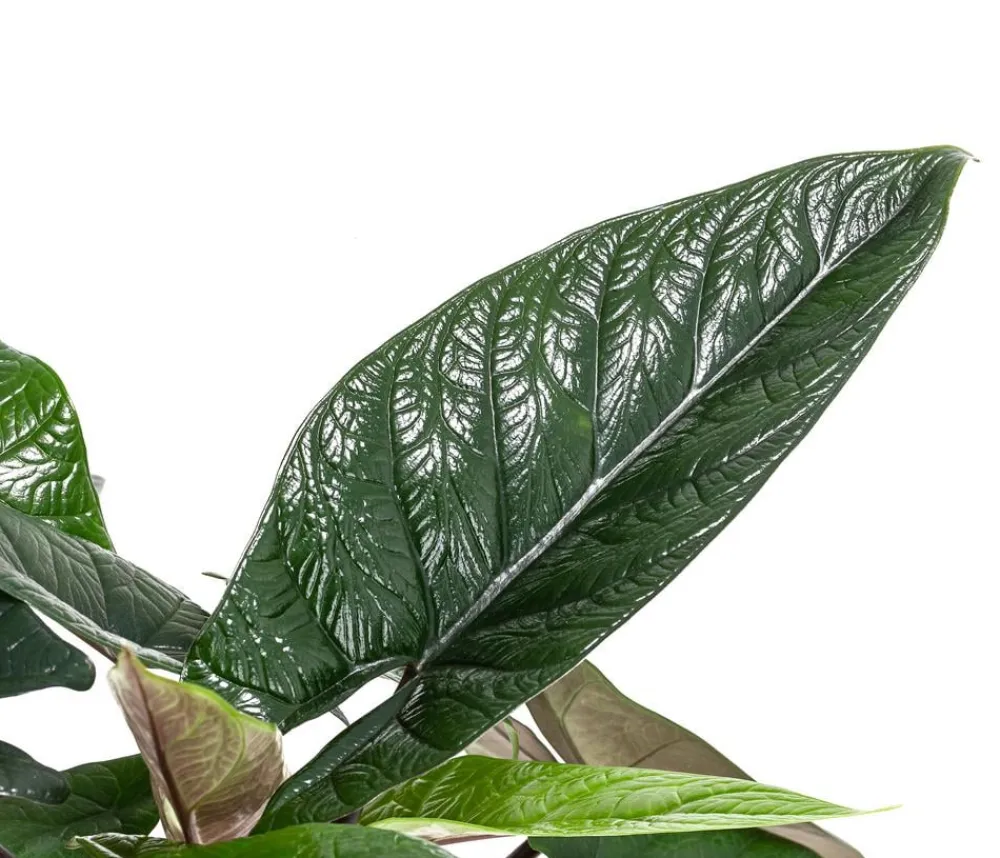 Dehner Elefantenohr - Alocasia scalprum Dunkelgrün Sale