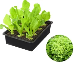 Dehner Kohl- & Salatpflanzen > Endiviensalat 'Diva', 12er Schale
