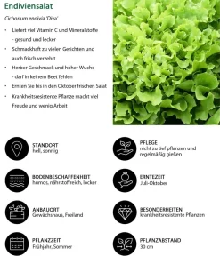 Dehner Kohl- & Salatpflanzen > Endiviensalat 'Diva', 12er Schale