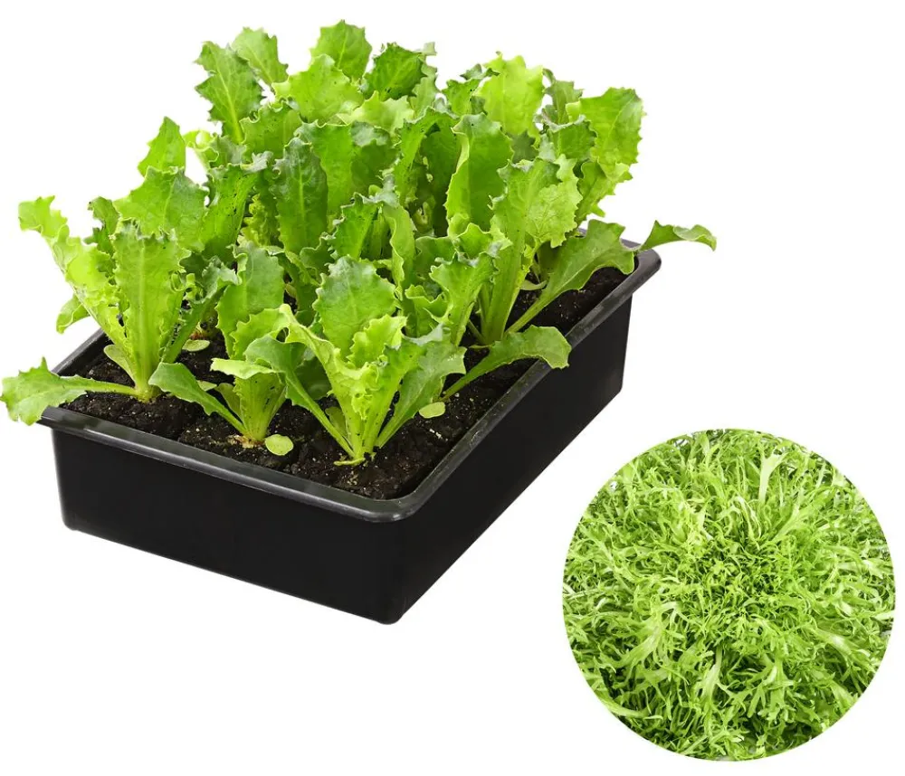 Dehner Kohl- & Salatpflanzen - Endiviensalat 'Frisee', 6er Schale Grün