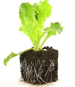Dehner Kohl- & Salatpflanzen - Endiviensalat 'Frisee', 6er Schale Grün