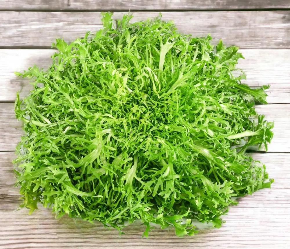 Dehner Kohl- & Salatpflanzen - Endiviensalat 'Frisee', 6er Schale Grün