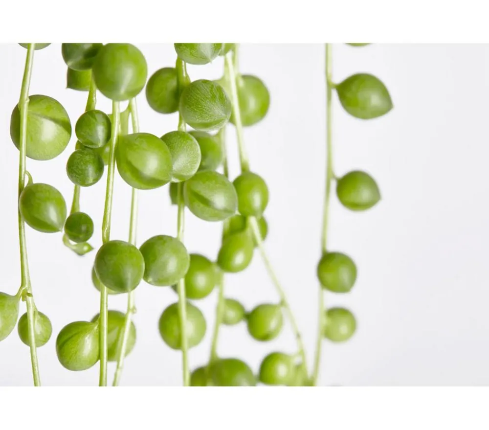 Dehner Sukkulenten|Grünpflanzen > Erbsenpflanze - Senecio rowleyanus