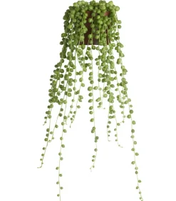 Dehner Sukkulenten|Grünpflanzen > Erbsenpflanze - Senecio rowleyanus