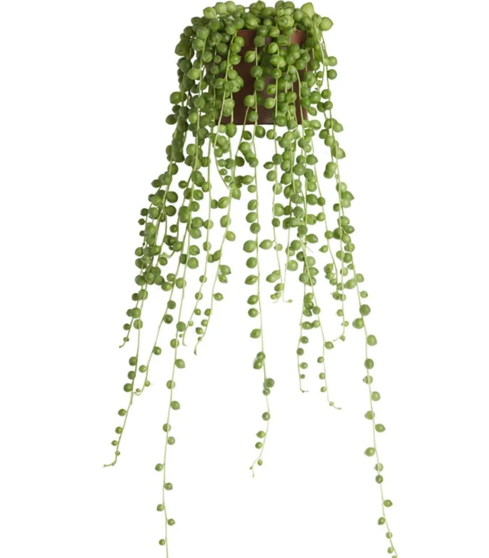 Dehner Sukkulenten|Grünpflanzen > Erbsenpflanze - Senecio rowleyanus