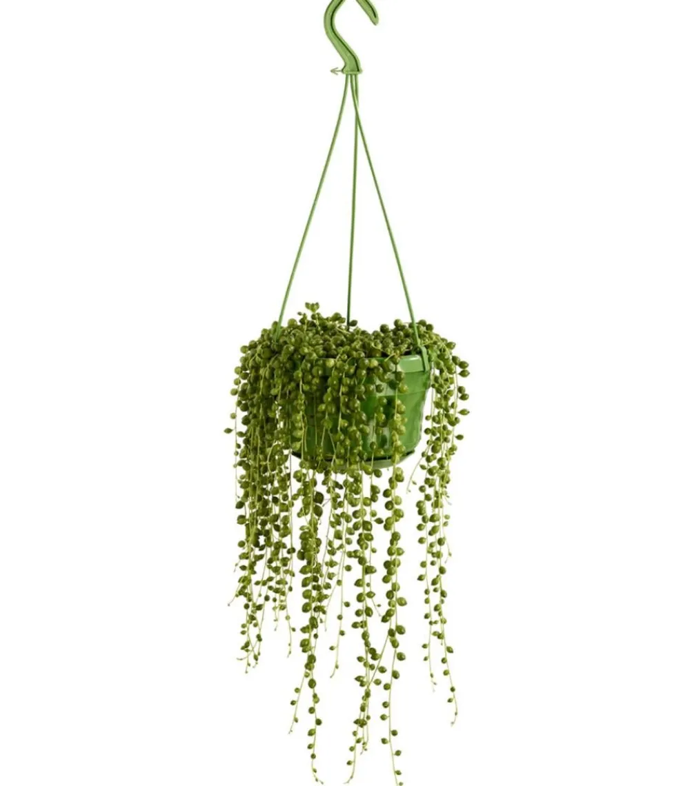 Dehner Erbsenpflanze - Senecio rowleyanus Grün Sale