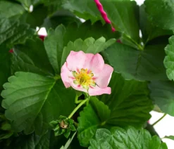 Dehner Erdbeer-Ernte Erdbeerampel Rosa Discount