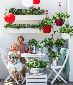 Dehner Erdbeer-Ernte Erdbeerampel Rot Discount
