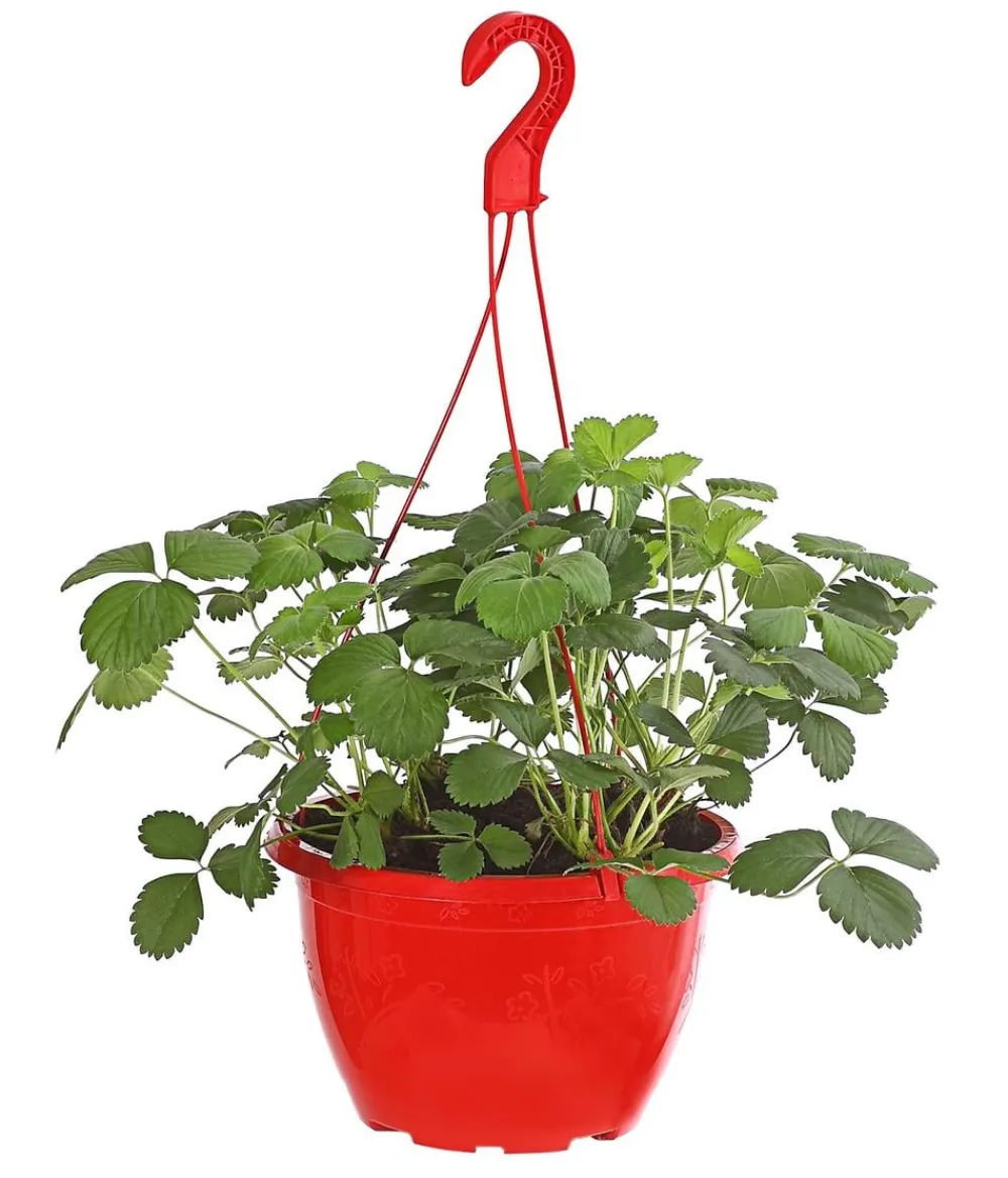 Dehner Erdbeer-Ernte Erdbeerampel Rot Discount