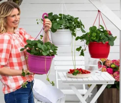 Dehner Erdbeer-Ernte Erdbeerampel Rot Discount