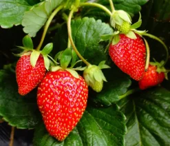 Dehner Erdbeer-Ernte Erdbeerpflanzen - Erdbeere 'Arabella' Rot